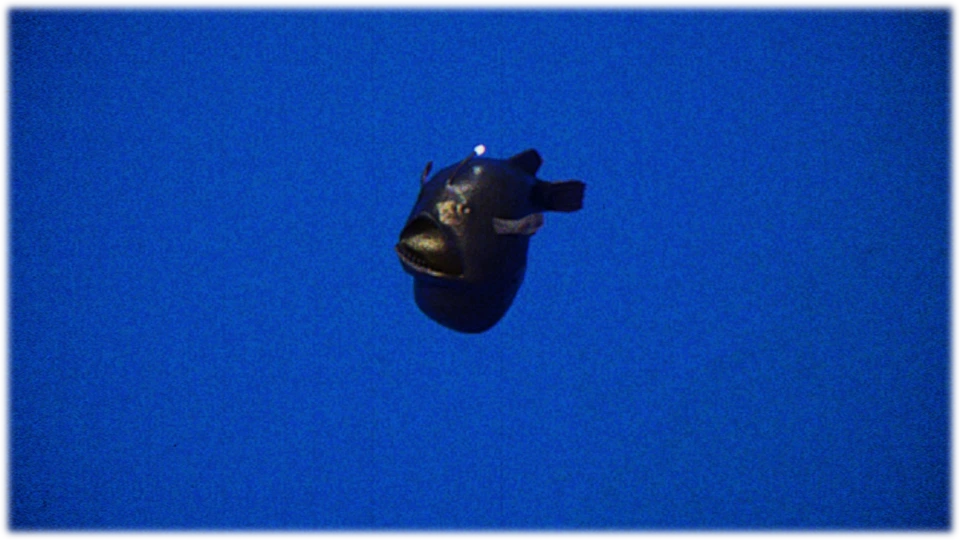 クロアンコウ / Black Seadevil