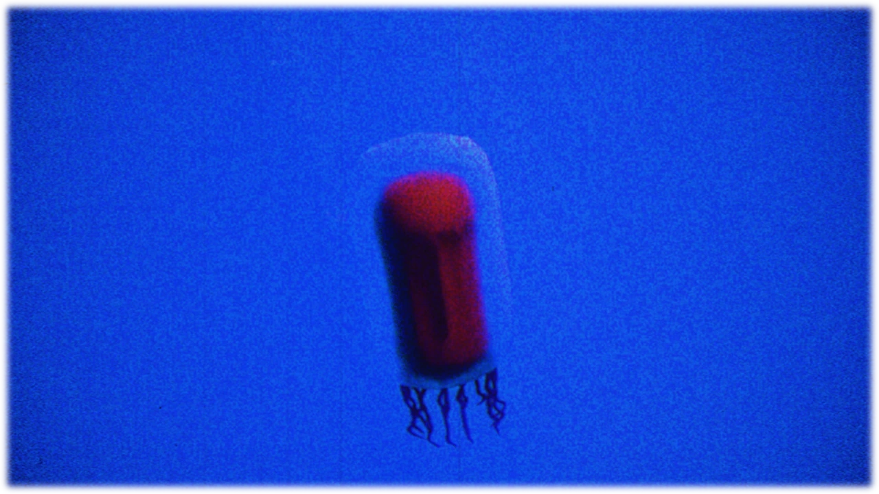 アカチョウチンクラゲ / Red Paper Lantern Medusa