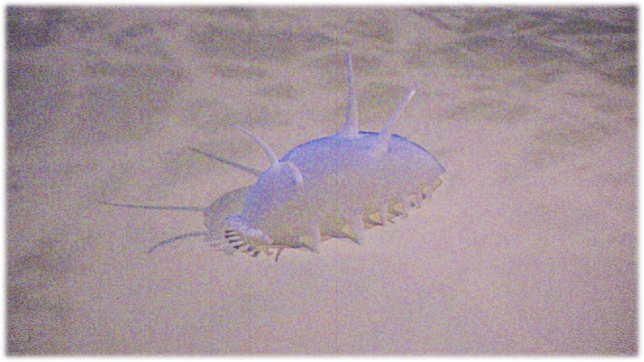 センジュナマコ / Sea pig