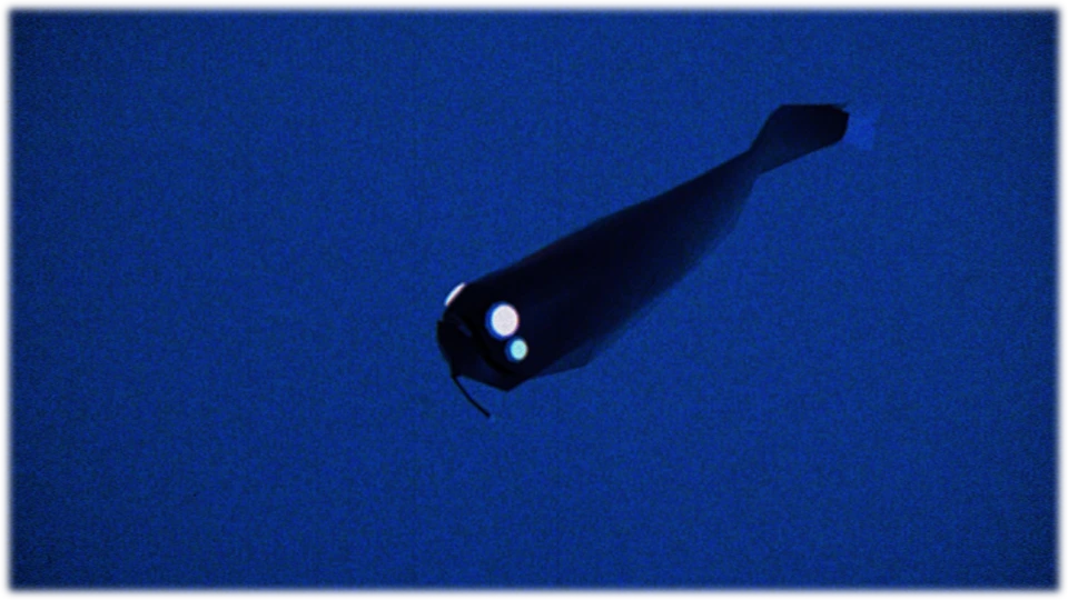 ホテイエソ / Whitepen dragonfish